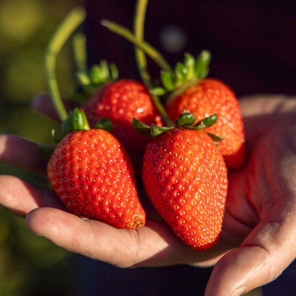San Andreas Strawberry Plants | Bare root | Strawberries Direct by Cedar Point Nursery