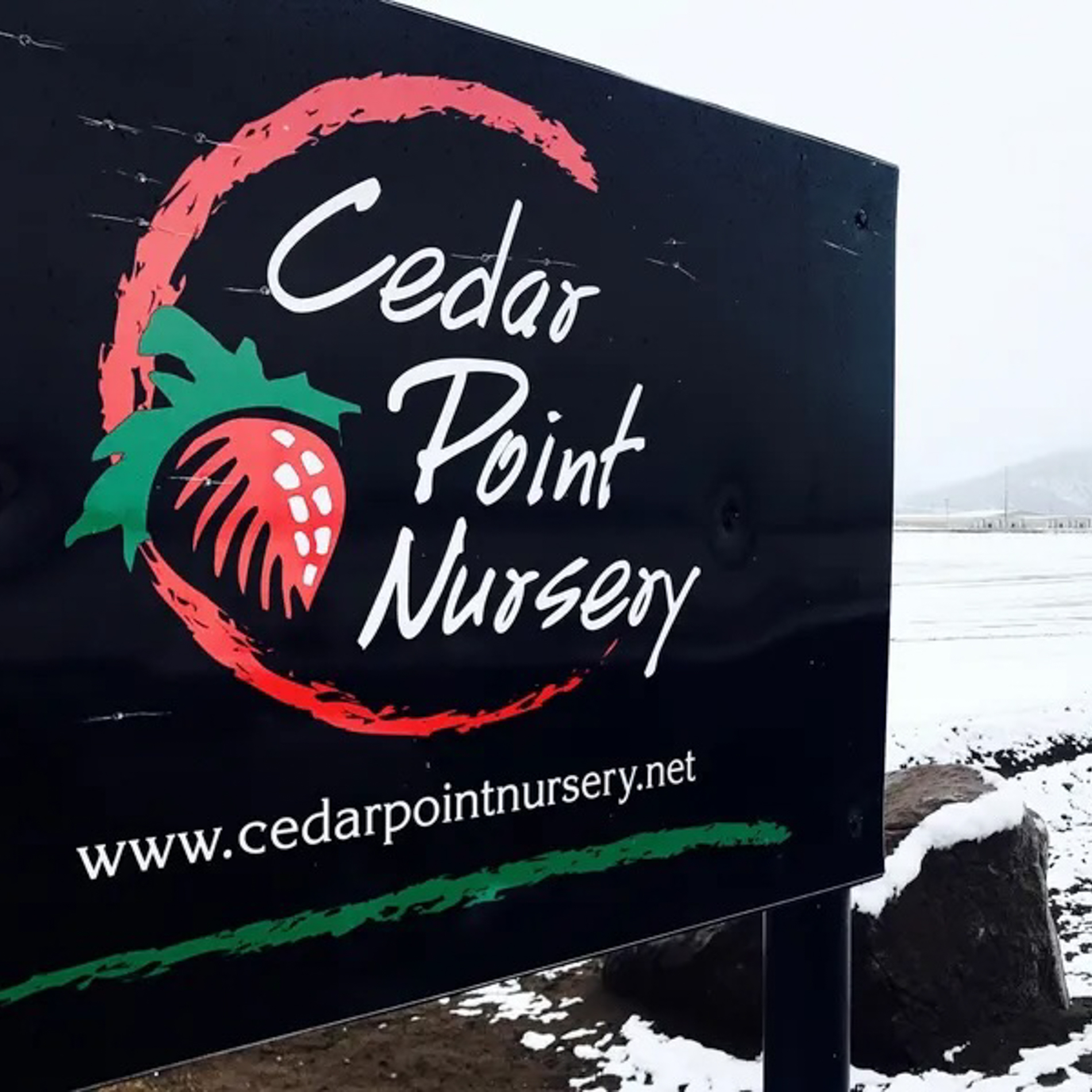 30 years expertise | Strawberries Direct Bare Root Plants by Cedar Point Nursery
