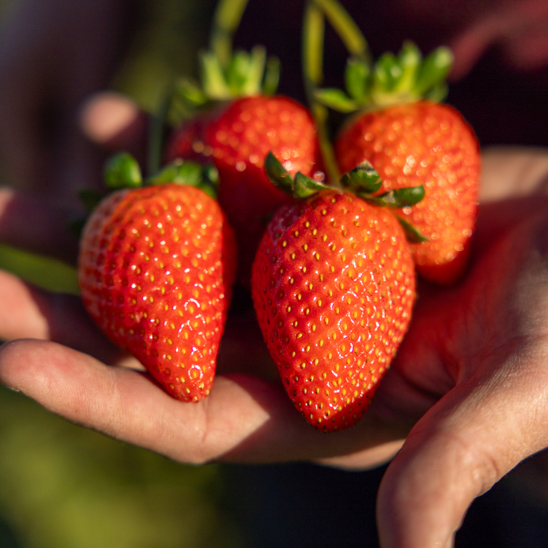 holding the best strawberries | Strawberries Direct Bare Root Plants by Cedar Point Nursery