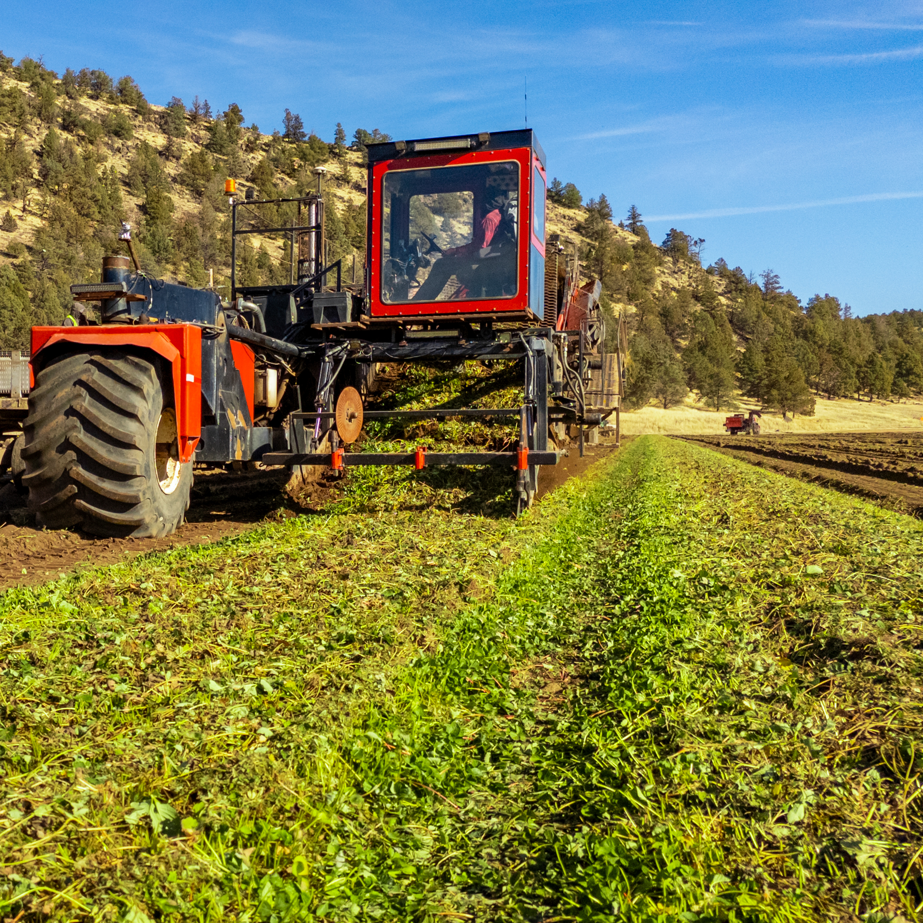From our fields to your garden | Strawberries Direct Bare Root Plants by Cedar Point Nursery