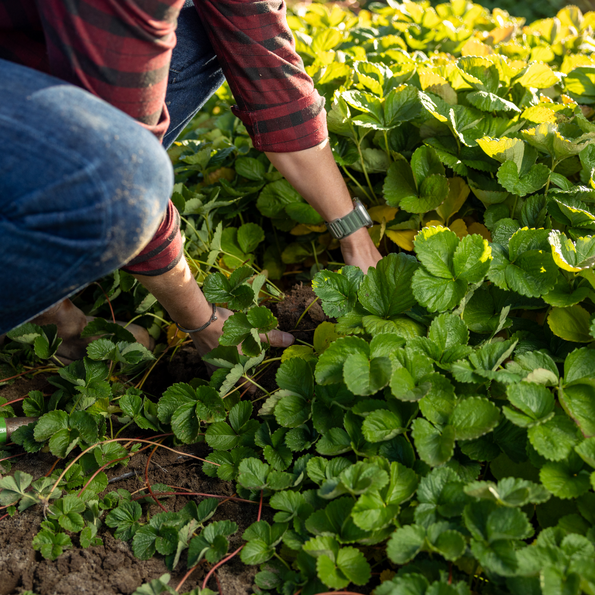 Harvesting Fields of Strawberry Plants | Strawberries Direct Bare Root Plants by Cedar Point Nursery