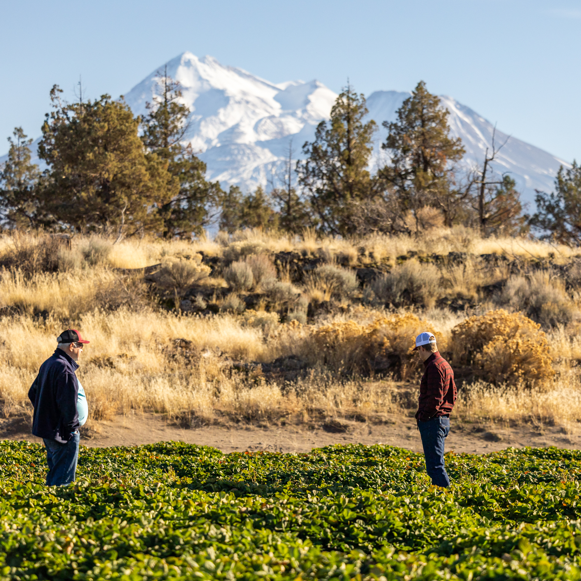 Mount Shasta California | Strawberries Direct Bare Root Plants by Cedar Point Nursery