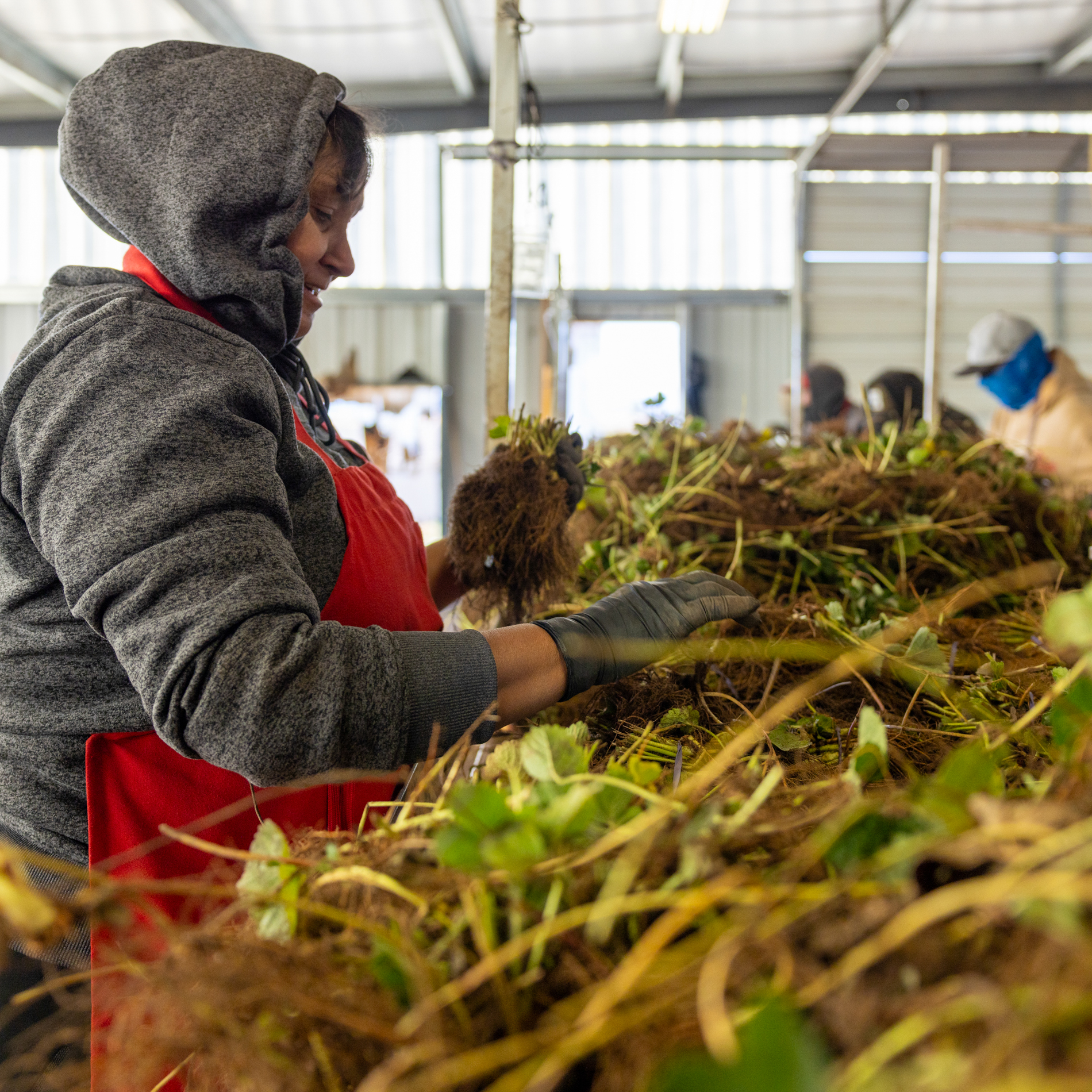 Processing Strawberry Bare-Root Bundles | Strawberries Direct Bare Root Plants by Cedar Point Nursery