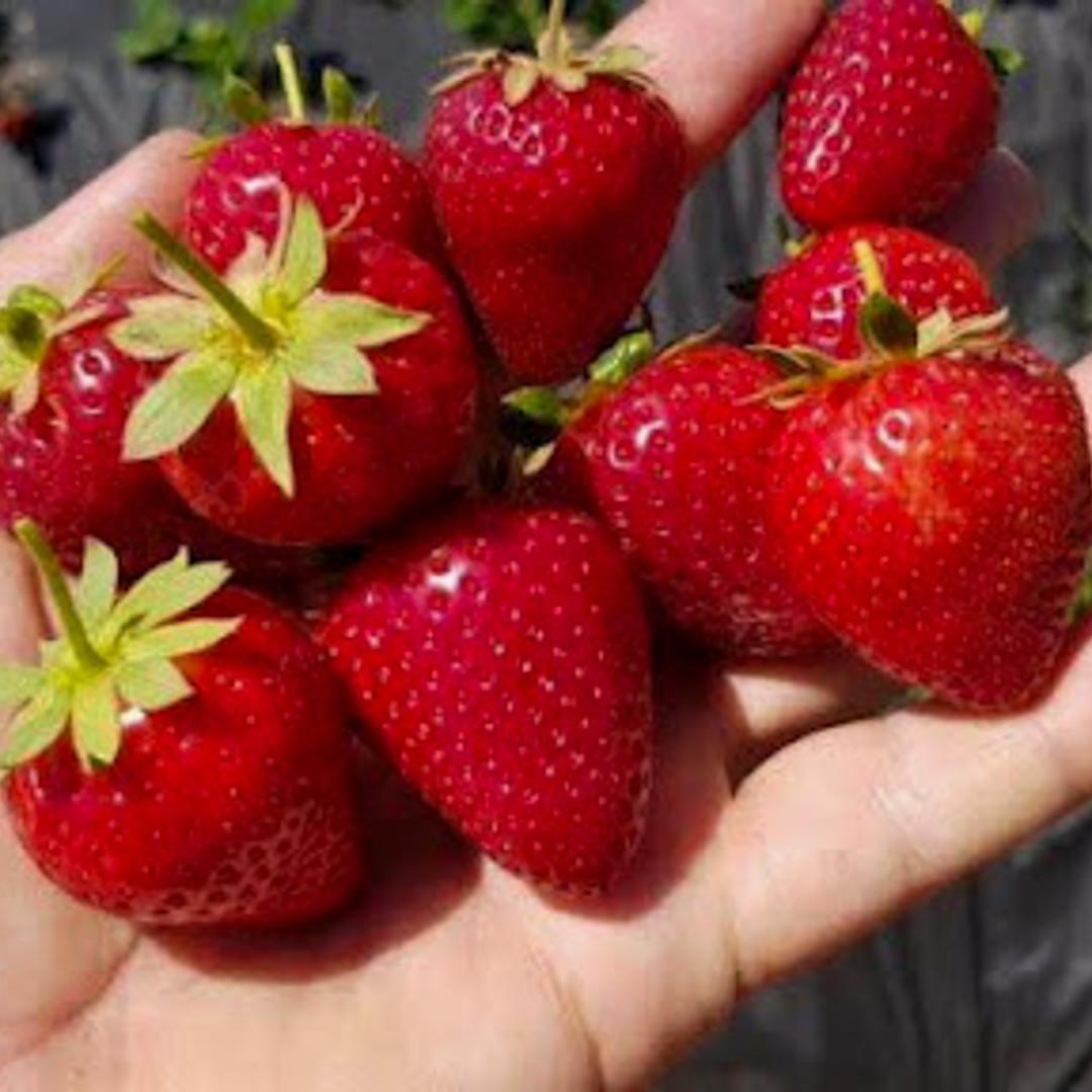 Cabrillo strawberry Plants | Strawberries Direct by Cedar Point Nursery