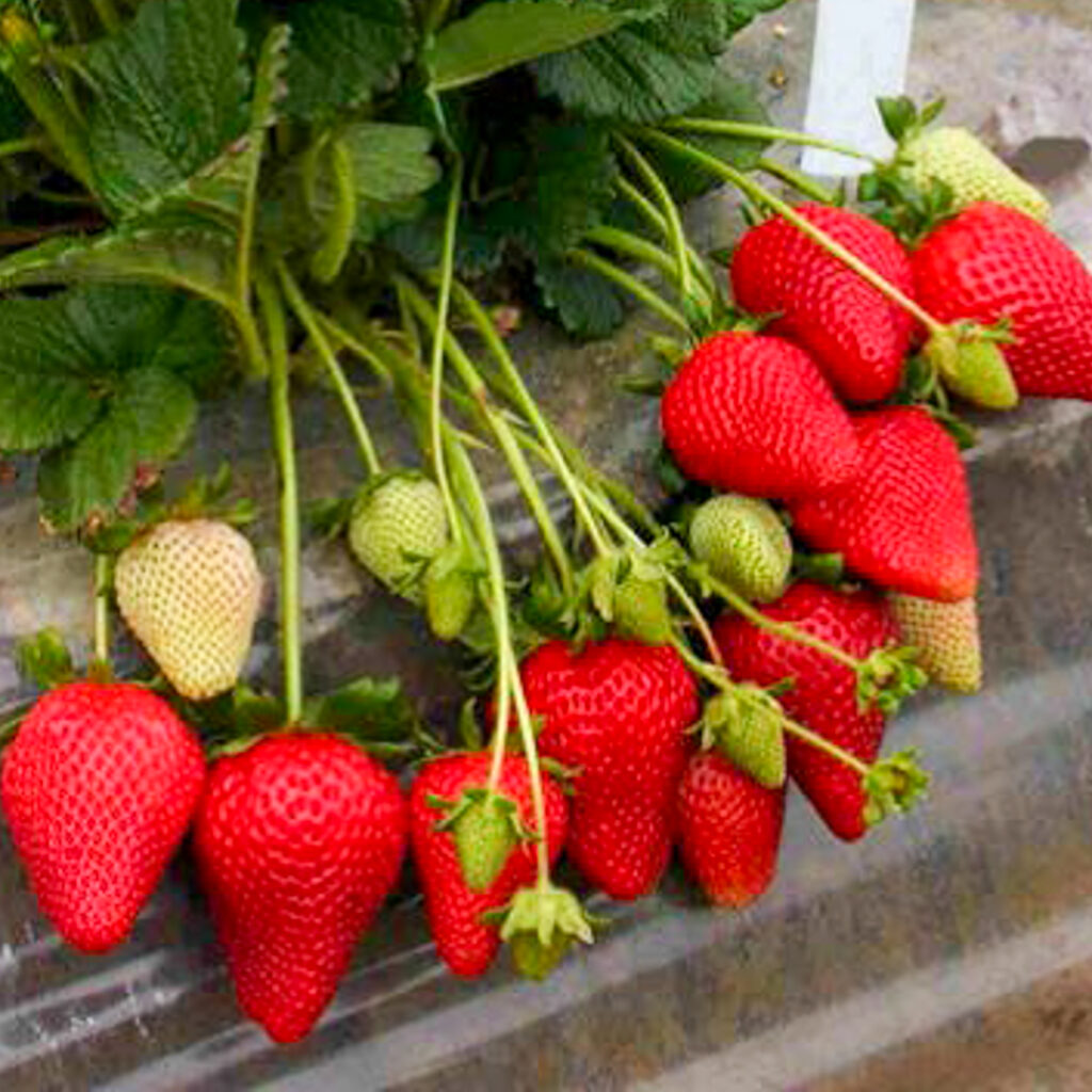 Fronteras Strawberry Plants | Strawberries Direct by Cedar Point Nursery