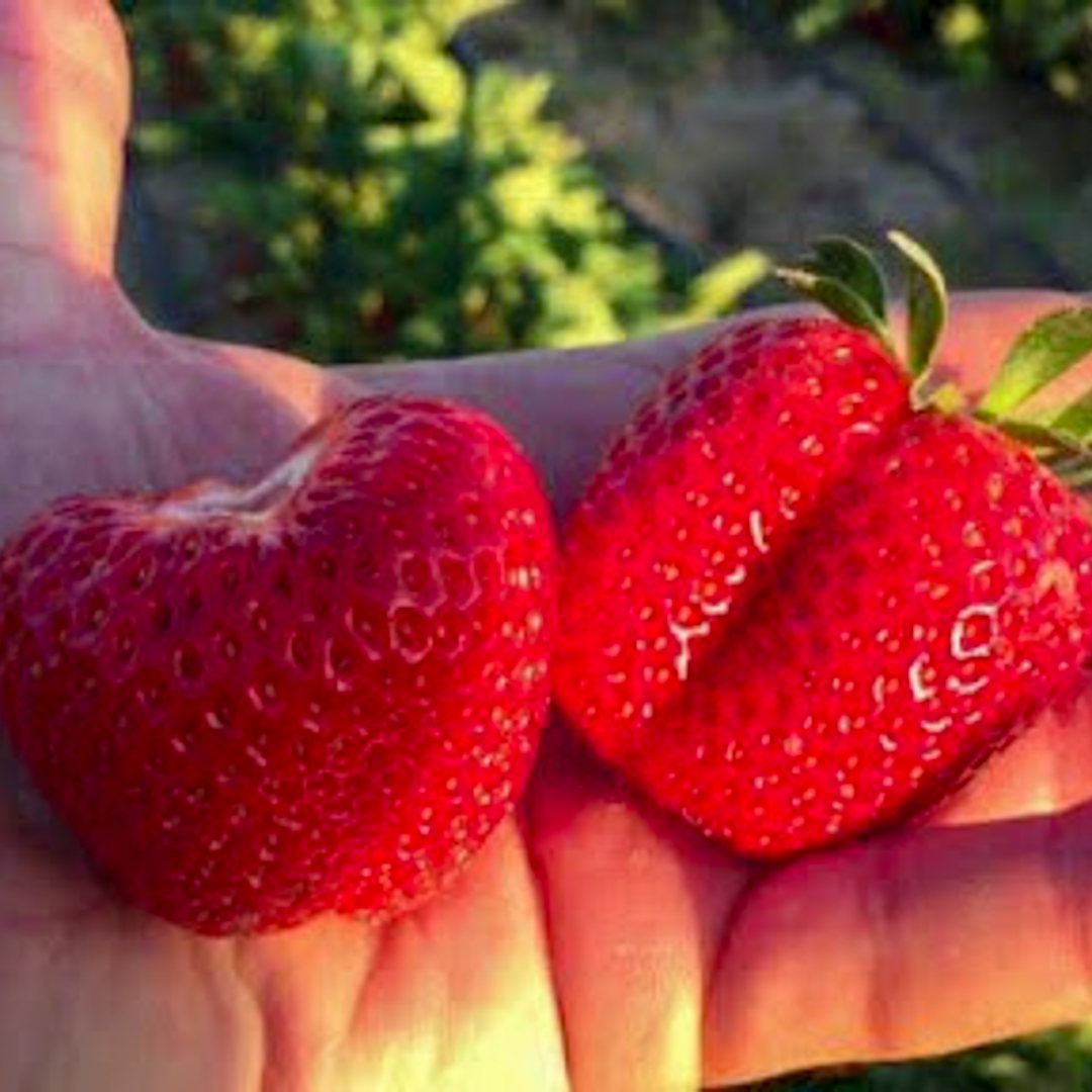Cabrillo strawberry Plants | Strawberries Direct by Cedar Point Nursery