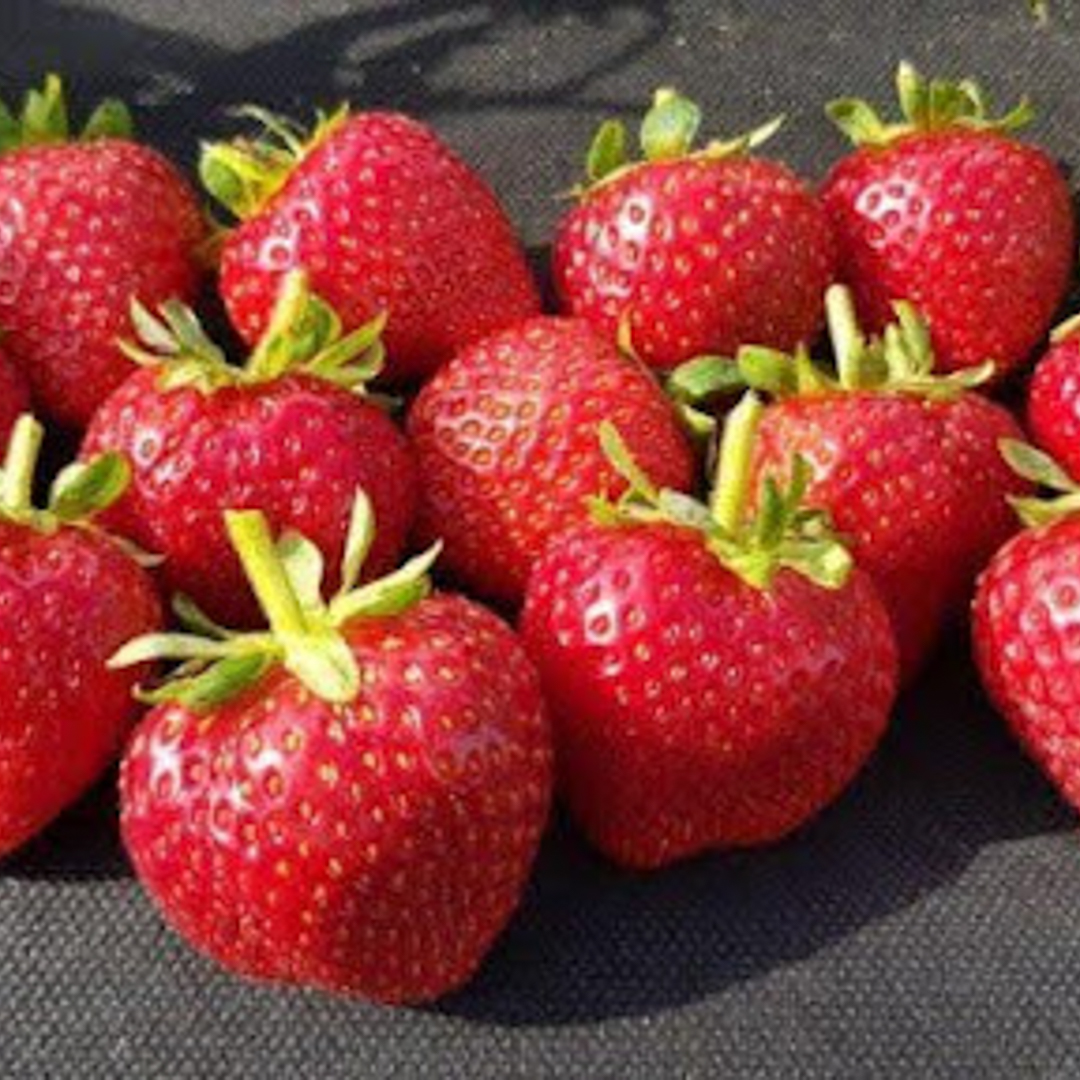 Cabrillo Strawberry Plants | Strawberries Direct by Cedar Point Nursery