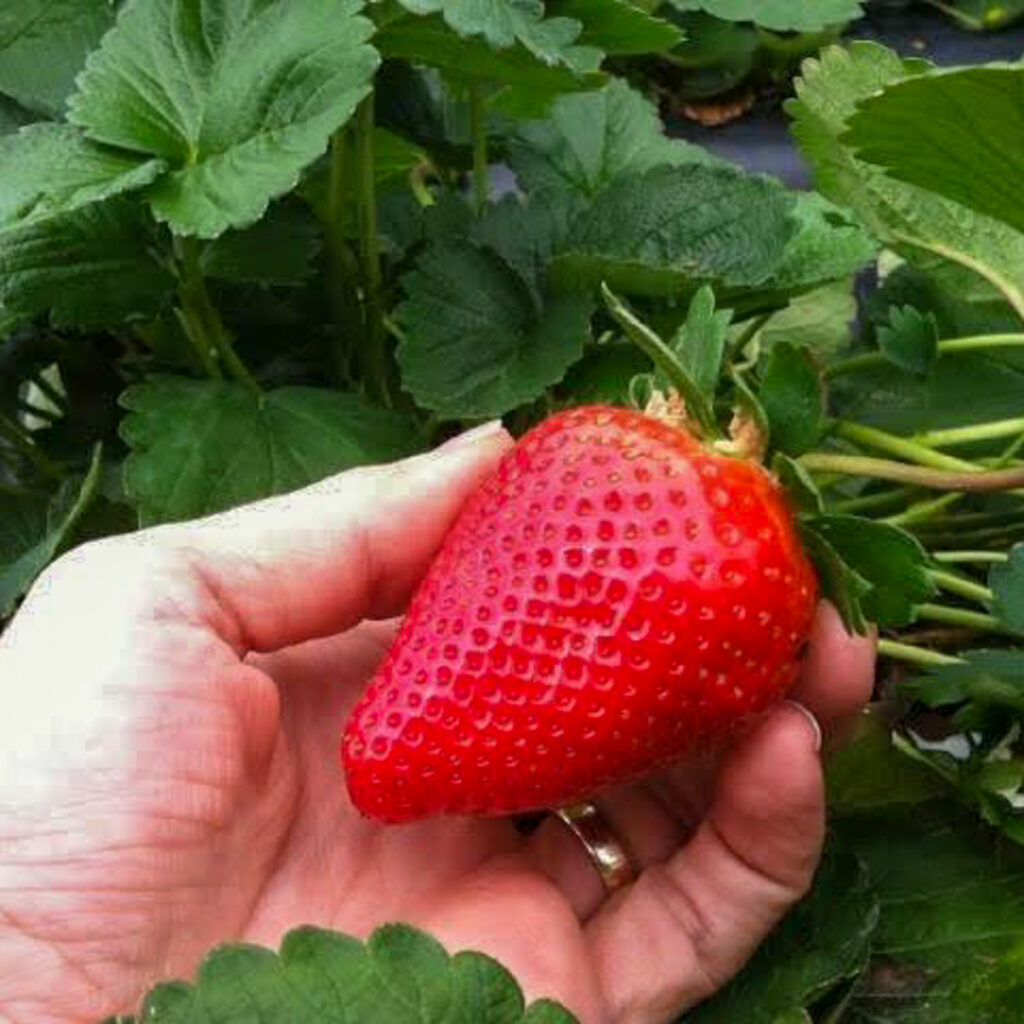 Sweet Sensation Strawberry Plants | Strawberries Direct by Cedar Point Nursery