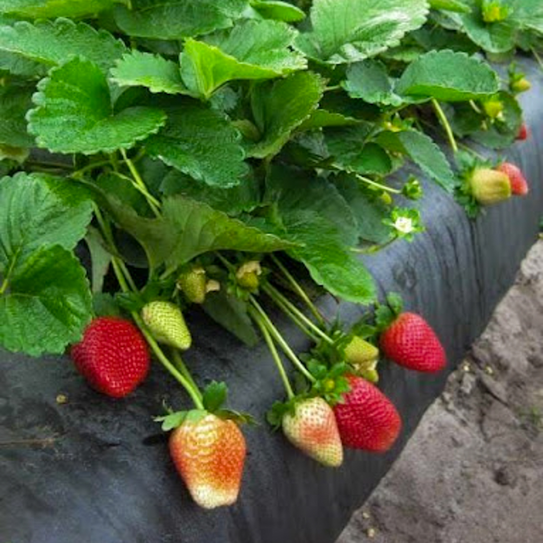Sweet Sensation Strawberry Plants | Strawberries Direct by Cedar Point Nursery