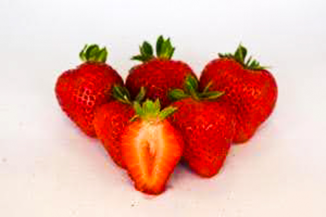 Portola Strawberry Plants | Strawberries Direct by Cedar Point Nursery