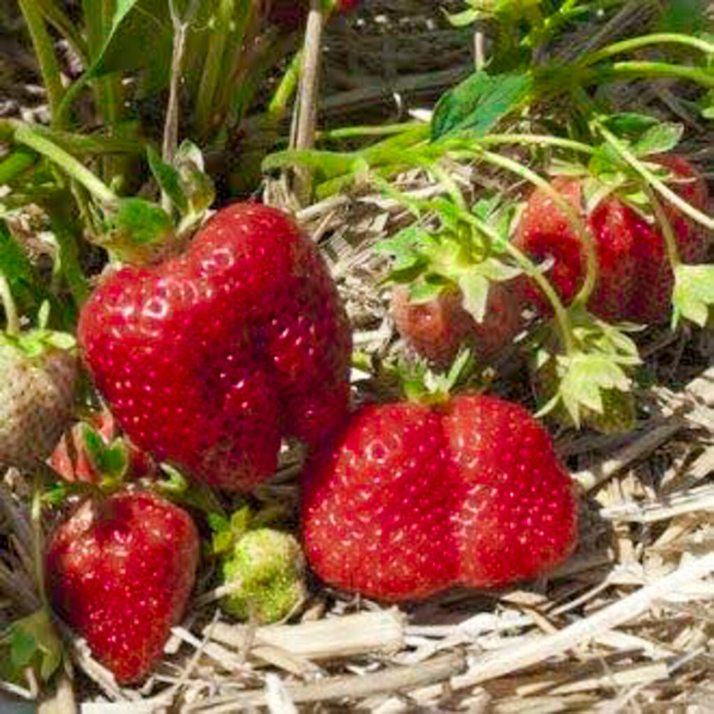 Portola Strawberry Plants | Strawberries Direct by Cedar Point Nursery