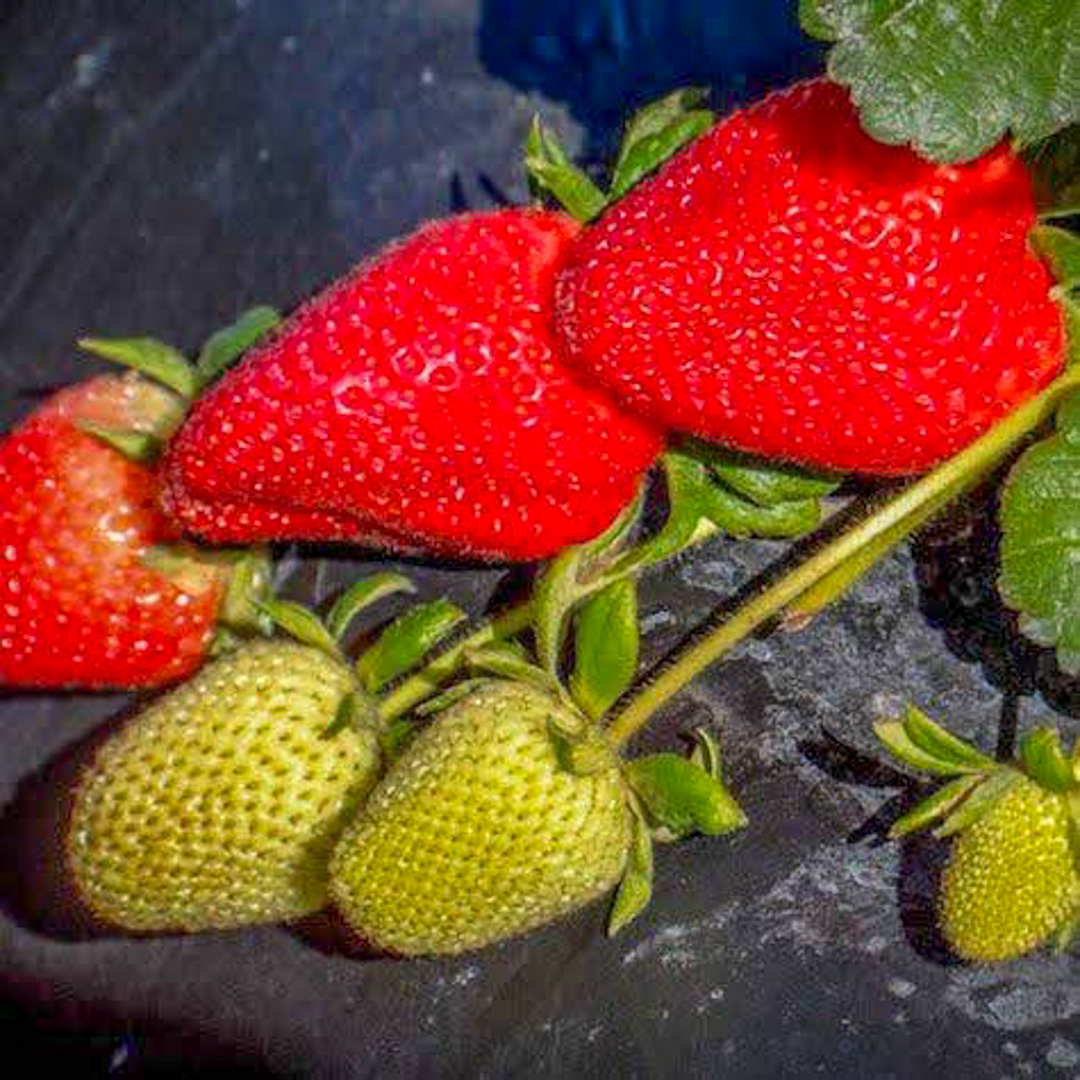 Fronteras Strawberry Plants | Bare Root | Strawberries Direct by Cedar Point Nursery